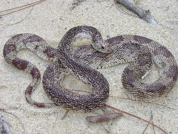 Southeastern Reptile Rescue Non Venomous Snakes